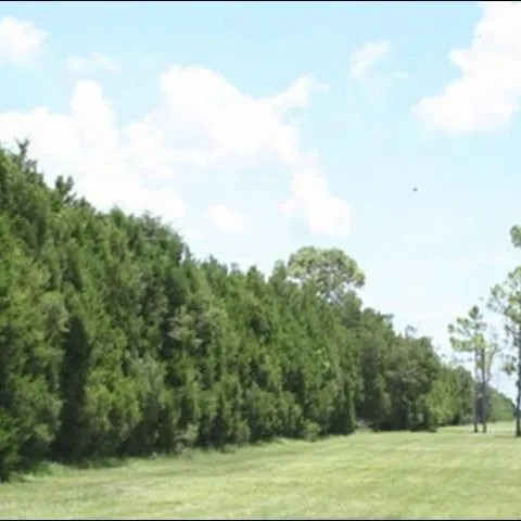 thumbnail for publication: The Benefits of Windbreaks for Florida Growers
